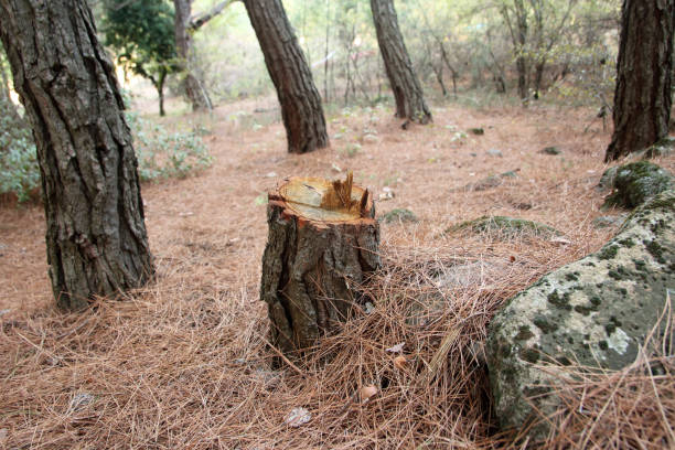 How Our Tree Care Process Works  in  Moline Acres, MO