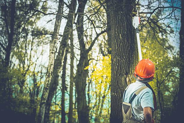 Professional Tree Care in Moline Acres, MO
